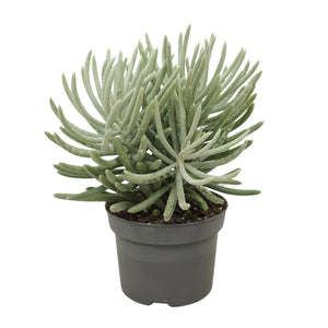 Senecio scaposus Succulent – 13cm Pot, 30cm High