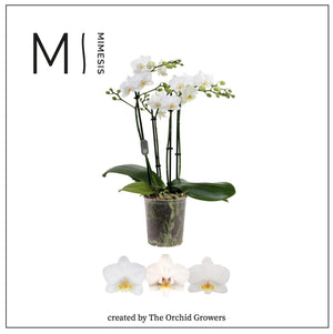 White Phalaenopsis Orchid – 2 Stem, 12cm Pot