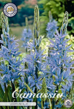 Camassia leichtlinii ‘Blue’ Flower Bulbs – Pack of 3