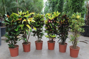 Large-Leaved Croton (Codiaeum variegatum) – 30cm Pot