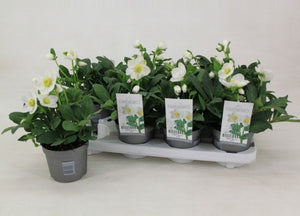 Hellebore ‘Mont Blanc’ – 12cm Pot, 25cm High