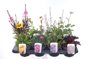 Mixed Hardy Perennial Garden Plant – 13cm Pot