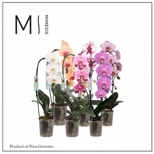 Mixed Phalaenopsis Orchid – 12cm Pot, 45cm High
