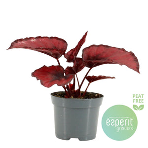 Rex Begonia ‘Red Kiss’ (Begonia rex) – 8.5cm Pot