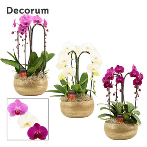 Mixed Phalaenopsis Orchid – 3 Stem, 27cm Ceramic Pot