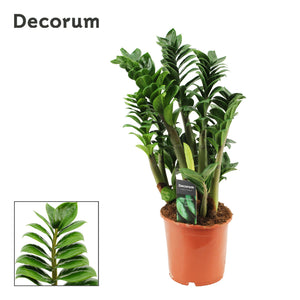 ZZ Plant 'Zenzi' (Zamioculcas zamiifolia) – 17cm Pot