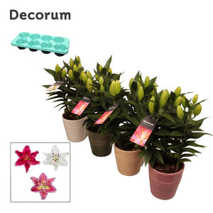 Mixed Oriental Lily (Lilium) – 13cm Pot