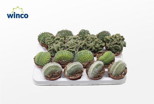 Mixed Cristata Cactus Collection – 8.5cm Pot