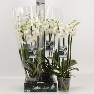 White Phalaenopsis Orchid ‘Goddes’ – 5 Stem, 12cm Pot