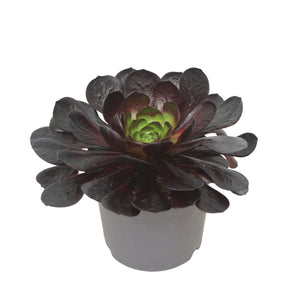 Semponium ‘Destiny’ – 17cm Pot