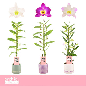 Mixed Dendrobium Nobile Orchid – 12cm Pot