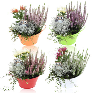 Zinc Round Ornamental Plant Arrangement – 18cm Pot