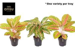 Aglaonema Red Surprise – 19cm Pot, 50cm High