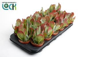Kalanchoe Oricula Green Houseplant – 8.5cm Pot