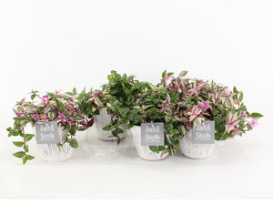 Tradescantia Quadricolor – 13cm Pot