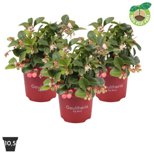 Gaultheria Big Berry – 10.5cm Pot