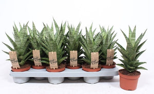 Cylindrical Snake Plant ‘Tough Lady’ – 10.5cm Pot