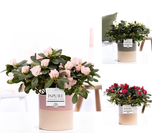 Mixed Rhododendron Azalea (Rhododendron simsii) – 12cm Pot