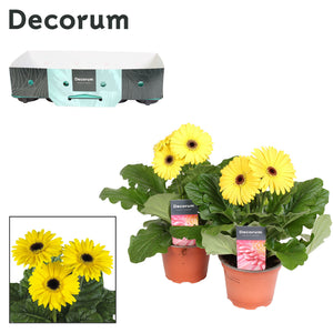 Yellow Gerbera Plant – 12cm Pot, 25cm High