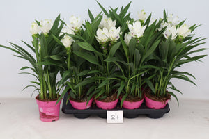Curcuma Siam Sisto Flowering Plant – 14cm Pot