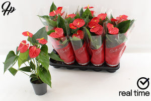 Red Anthurium Houseplant – 12cm Pot