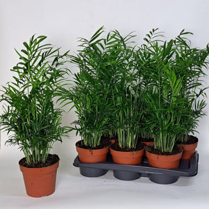 Areca Palm (Chamaedorea elegans) – 17cm Pot, 60cm High