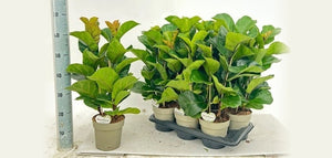 Fiddle Leaf Fig (Ficus lyrata Bambino) – 17cm Pot