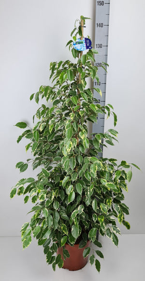 Ficus Be Golden King – 27cm Pot, 135cm High
