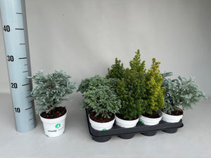 Mixed Chamaecyparis Garden Plant – 11cm Pot