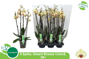 Phalaenopsis ‘Desert Breeze’ Orchid – 12cm Pot