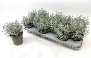 Calocephalus (Leucophyta brownii) – 11cm Pot