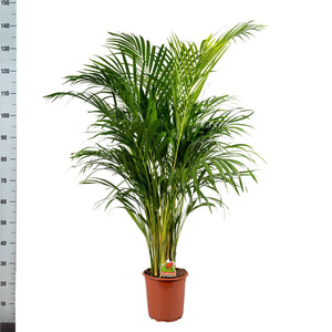 Areca Palm (Dypsis lutescens) – 21cm Pot, 140cm Tall