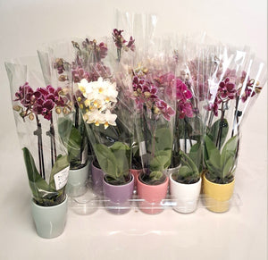 Mini Phalaenopsis Orchid ‘Gem’ – 6cm Ceramic Pot