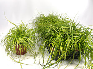 Evergreen Japanese Sedge (Carex oshimensis) – 12cm Pot