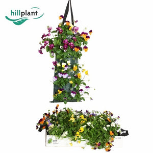 Hanging Viola Mix – 50cm Basket