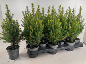 Miniature Norway Spruce ‘Magnifique’ – 10cm Pot
