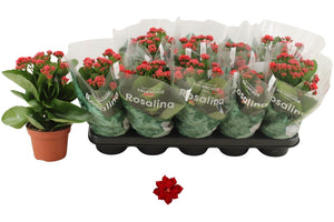 Red Double Kalanchoe – 12cm Pot