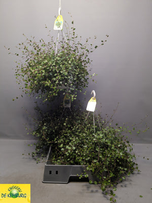 Maori Muehlenbeckia – 22cm Pot, 35cm High