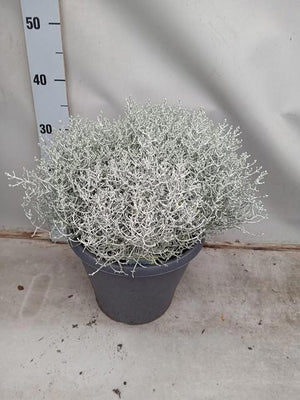 Calocephalus Brownii Silver Bush – 26cm Pot