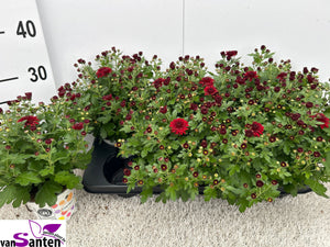 Red Chrysanthemum (Chrysanthemum indicum) – 12cm Pot