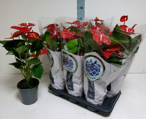 Red Anthurium (Anthurium andraeanum) – 17cm Pot