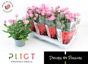 Pink Miniature Rose (Rosa) – 14cm Pot