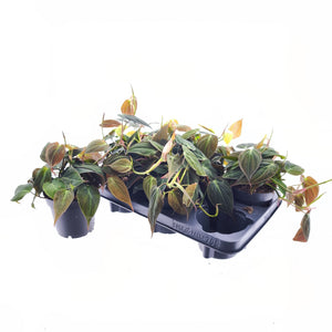 Philodendron Scandens ‘Micans’ – 12cm Pot