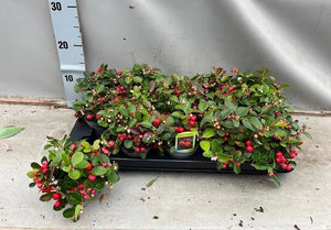 Red Gaultheria 'Red Pearl' – 9cm Pot