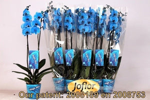 Blue Phalaenopsis Orchid – 2 Stem, 12cm Pot