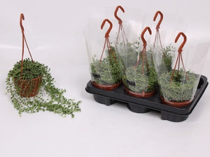 String of Pearls (Senecio herreianus) – 12cm Pot
