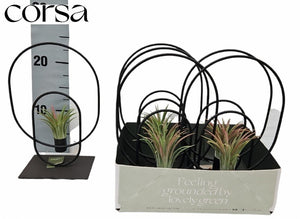 Tillandsia Air Plant Arrangement in Metal Pot – 17cm