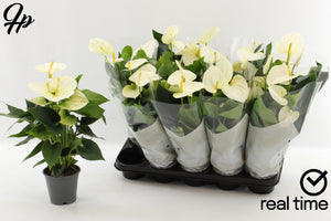 White Anthurium (Anthurium andraeanum) – 12cm Pot