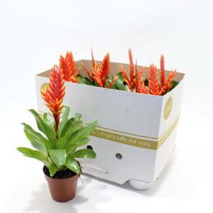 Orange Vriesea ‘Sparkle’ – 10.5cm Pot