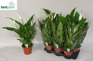 White Peace Lily (Spathiphyllum) – 17cm Pot
